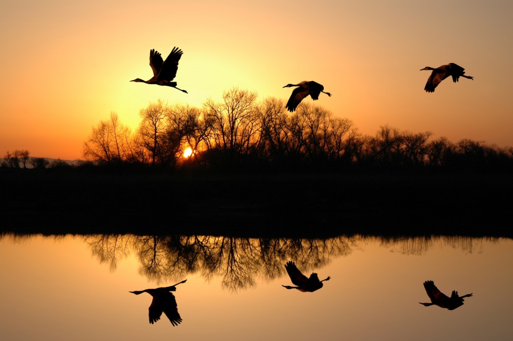 Silhouette of Endangered Sandhill Cranes and Golden Sunset Reflected along the Platte River.