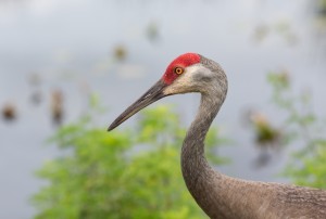 The Sandhill Crane is a found in open fields or along the Platte River.